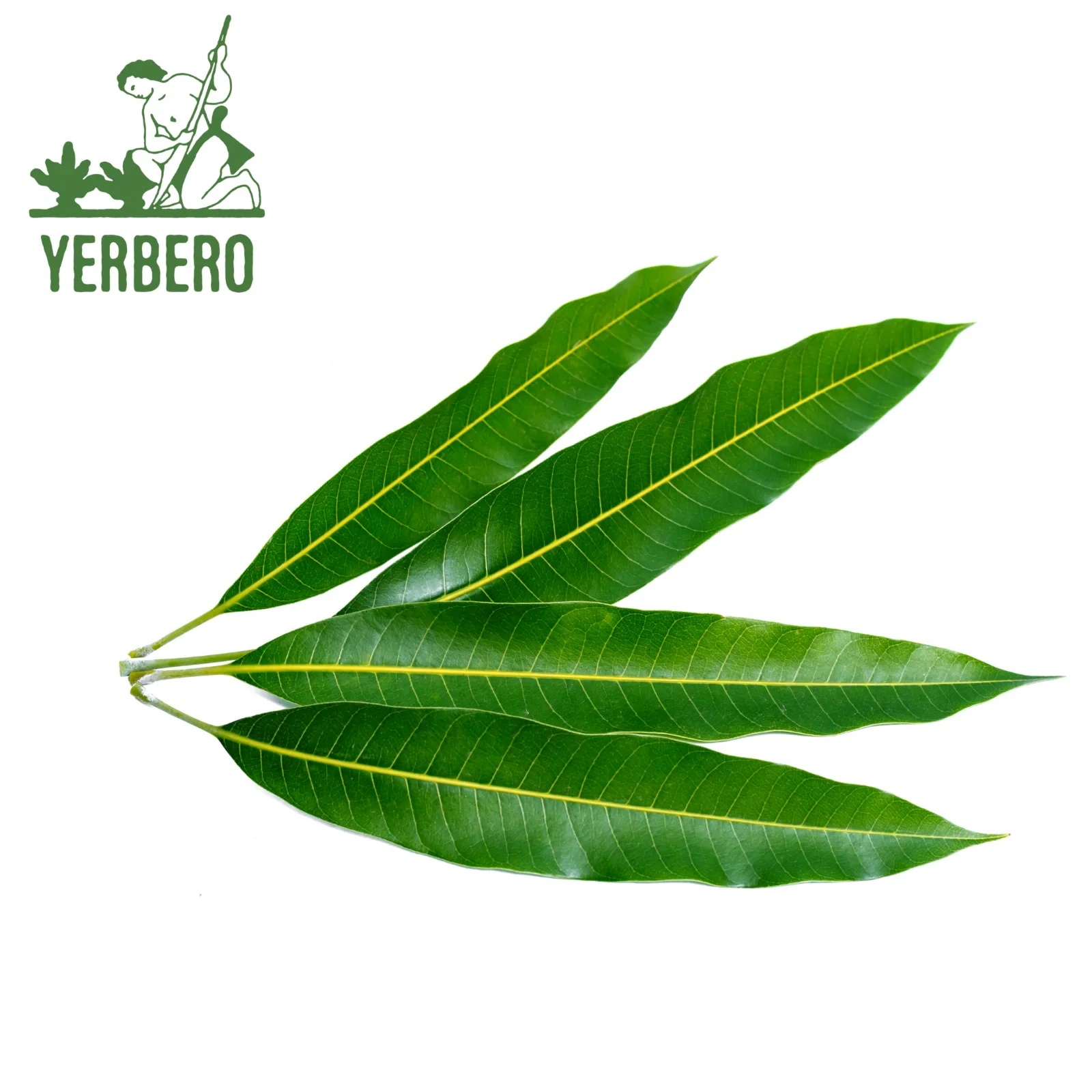 Four long green mango leaves fanned out on a white background