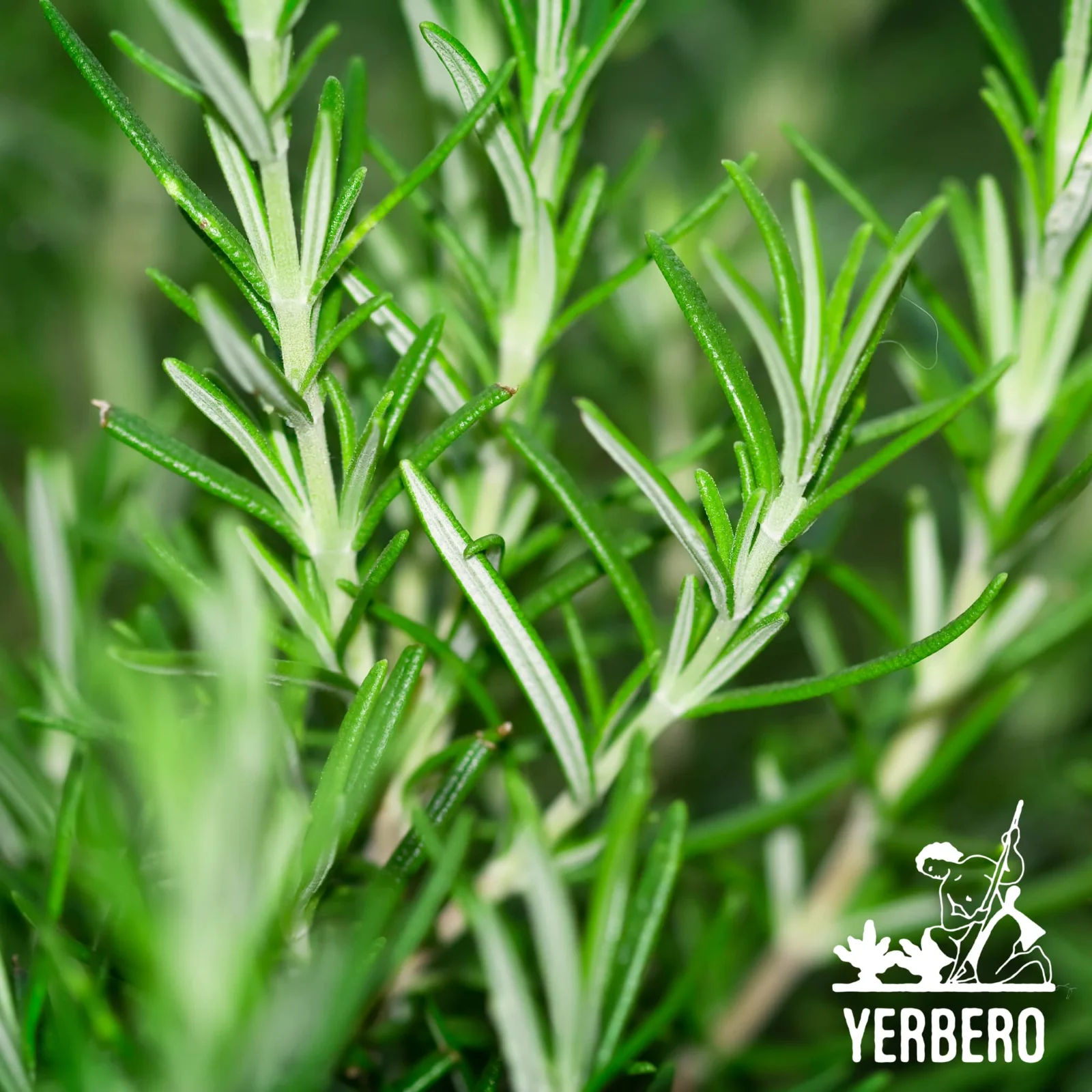 Fresh green rosemary sprigs, close up