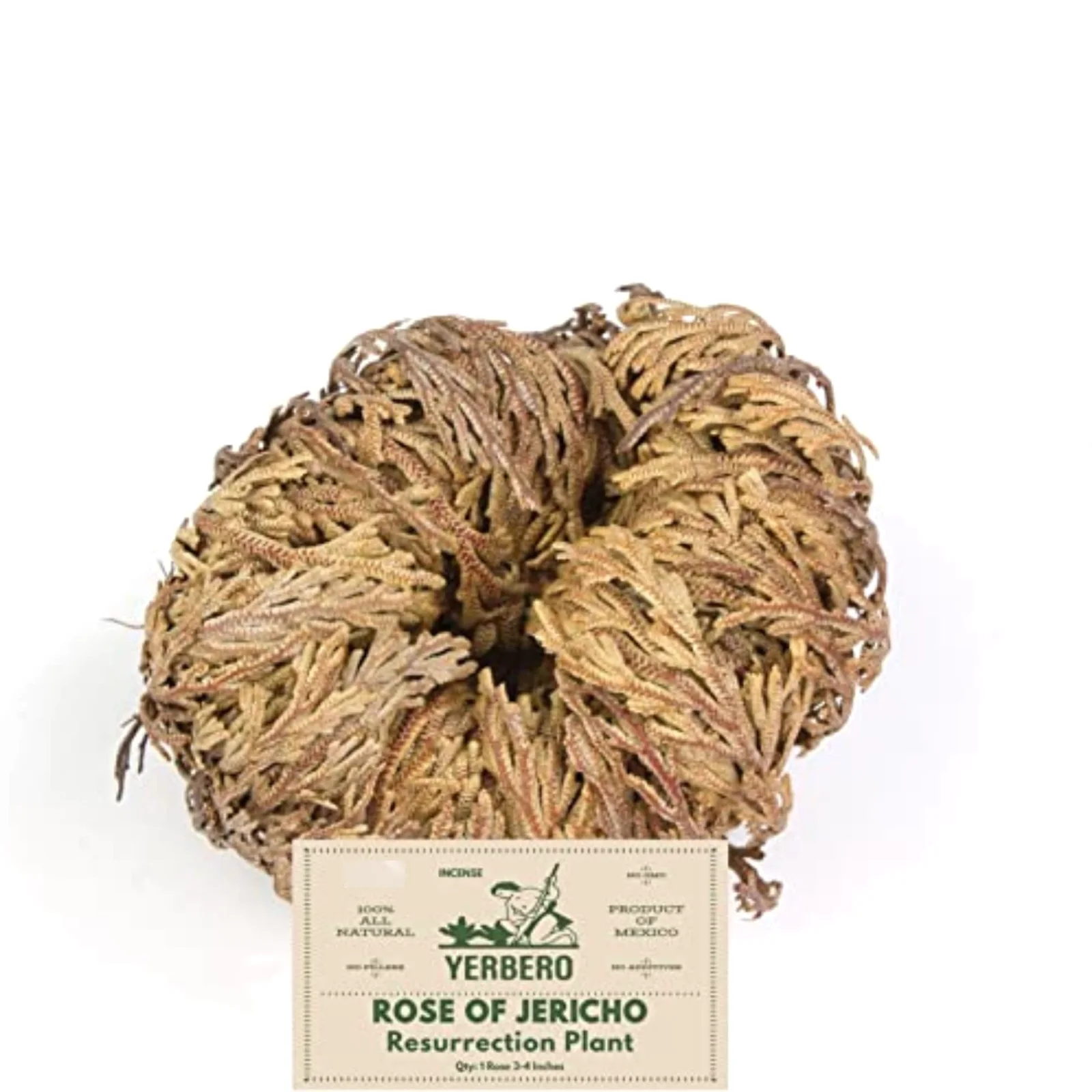 Rosa de Jericó, Jumbo, 1 plant